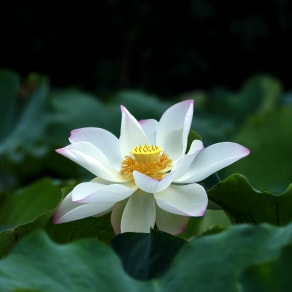 店面搬遷怎么通知顧客發(fā)朋友圈，店面搬遷怎么通知顧客發(fā)朋友圈圖片？