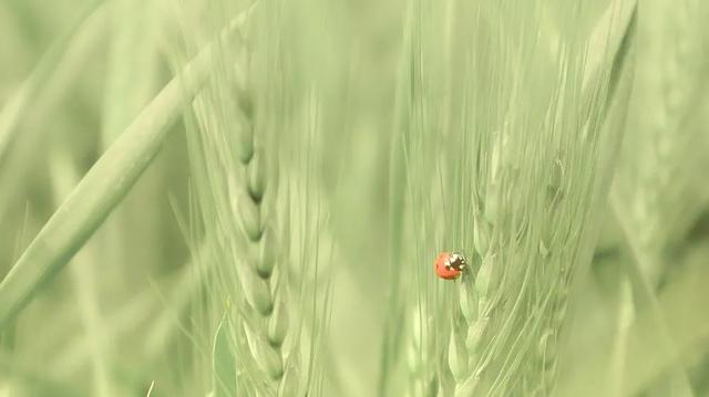 網(wǎng)絡(luò)用語內(nèi)卷是什么意思_，網(wǎng)絡(luò)用語內(nèi)卷是什么意思_舉例子