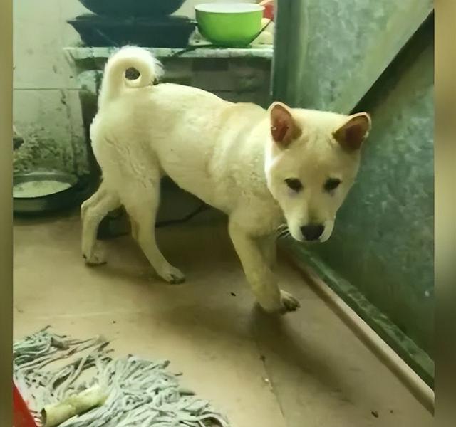 淘寶上200塊的狗狗是真的嗎，淘寶上200塊的狗狗是真的嗎能買嗎？