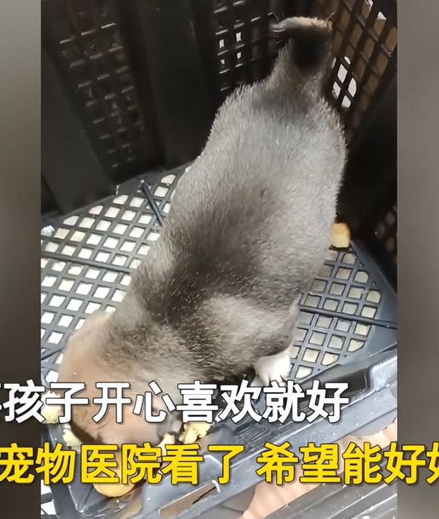 淘寶上200塊的狗狗是真的嗎，淘寶上200塊的狗狗是真的嗎能買嗎？