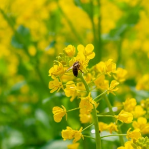 適合發(fā)朋友圈的悼文，適合發(fā)朋友圈的悼文朋友？