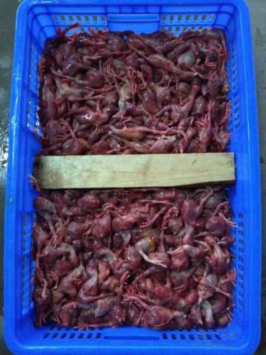 養(yǎng)植什么動物最賺錢，最有利可圖的動物養(yǎng)殖？